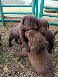 Chocolate Labrador puppies