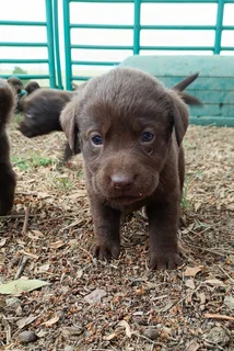 Chocolate Labrador puppies