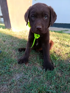 Chocolate Labrador puppies