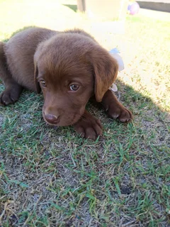 Chocolate Labrador puppies