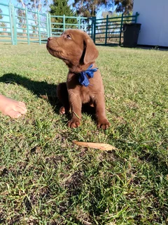 Chocolate Labrador puppies