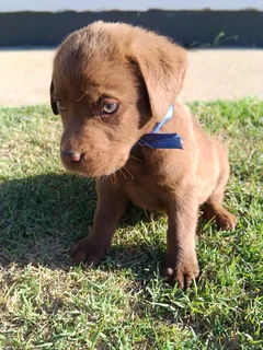 Chocolate Labrador puppies
