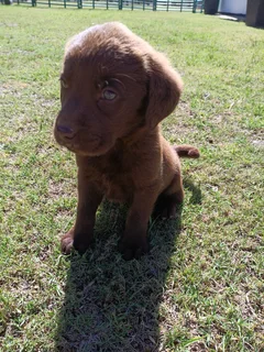 Chocolate Labrador puppies