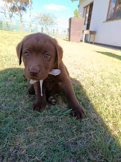 Chocolate Labrador puppies