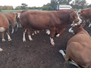Simmentaler Bulls