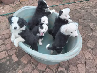 Border Collie puppies