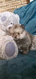Pomeranian puppy available