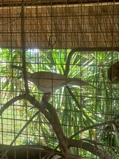 Birds - Ad posted by king Fisher