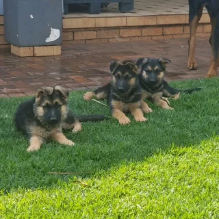 German Shepherd puppies available