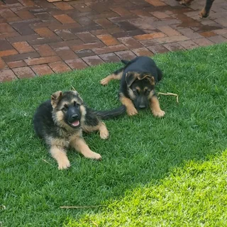 German Shepherd puppies available