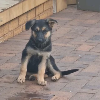 German Shepherd puppies available