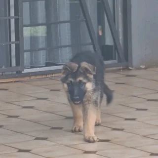 German Shepherd puppies available