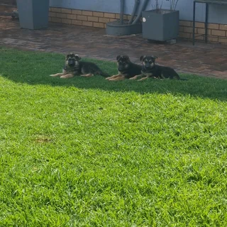 German Shepherd puppies available
