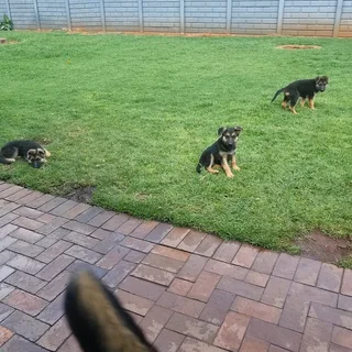 German Shepherd puppies available
