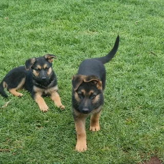 German Shepherd puppies available