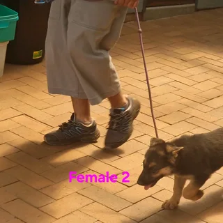 German Shepherd puppies available