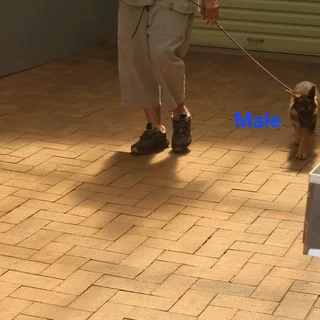 German Shepherd puppies available