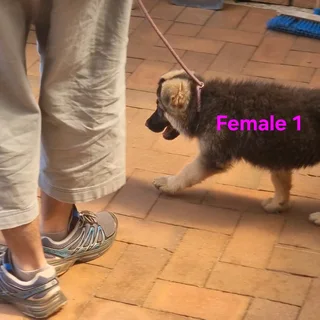 German Shepherd puppies available