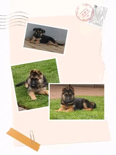German Shepherd puppies available