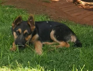 German Shepherd puppy available
