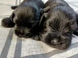 Mini Schnauzer puppies