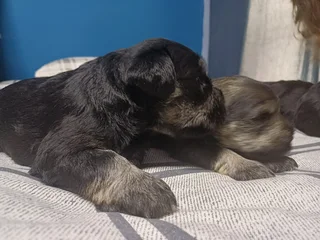 Mini Schnauzer puppies