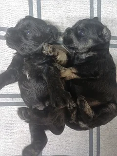 Mini Schnauzer puppies