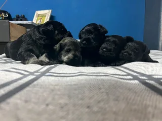 Mini Schnauzer puppies
