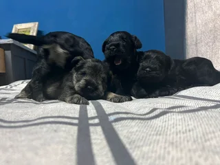 Mini Schnauzer puppies