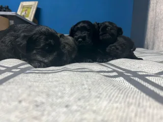 Mini Schnauzer puppies