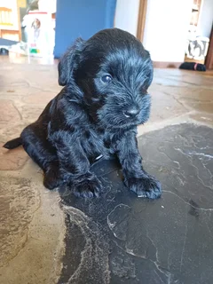 Mini Schnauzer puppies
