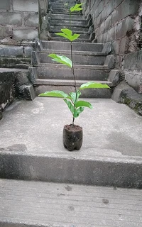Purple Granadilla  plants