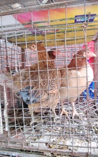 Zulu/Indigenous Hens