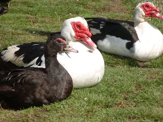 Muscovy/Zulu Ducks and Drakes