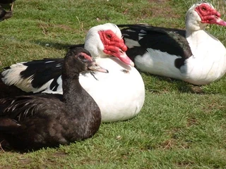 Ducks, live or dressed