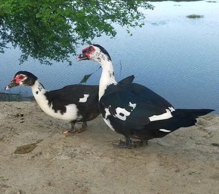 Ducks, live or dressed