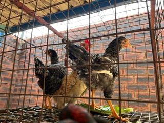 Assorted Colour Zulu/Backyard chickens
