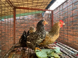 Assorted Colour Zulu/Backyard chickens