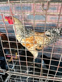 Assorted Colour Zulu/Backyard chickens