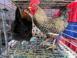 Assorted Colour Zulu/Backyard chickens