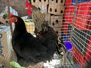 Assorted Colour Zulu/Backyard chickens