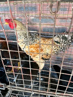 Mphangela Roosters and Hens