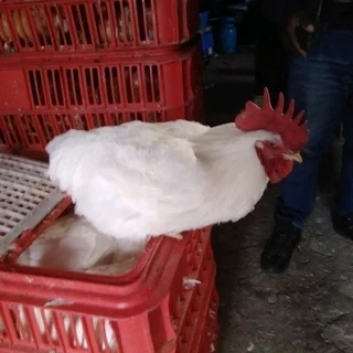 Prayer White Roosters