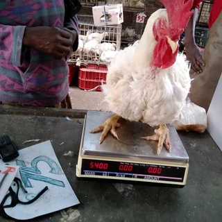 Prayer White Roosters