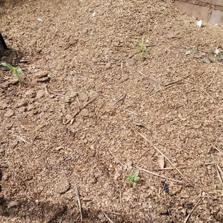 Chicken Manure with pine shavings