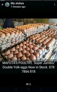 Farm fresh Laid Eggs