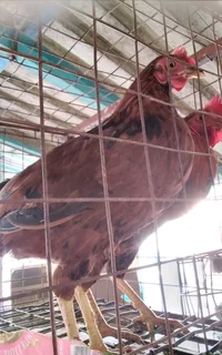 Red Roosters &amp; /Red Hens