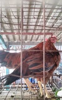 Red Roosters &amp; /Red Hens