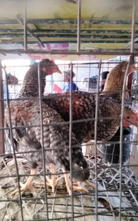 Mphangela Hens and Roosters