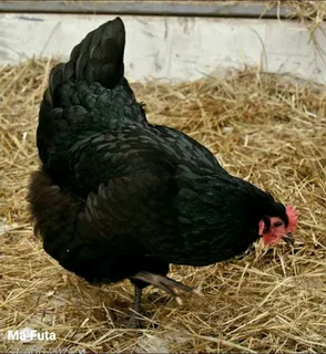 Black Hens